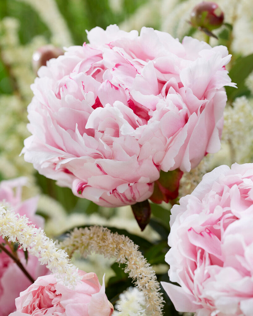 Peony-Paeonia Sarah Bernhardt 1-pakning